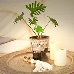Luxuszelt Hesselgaard Glamping Dalby