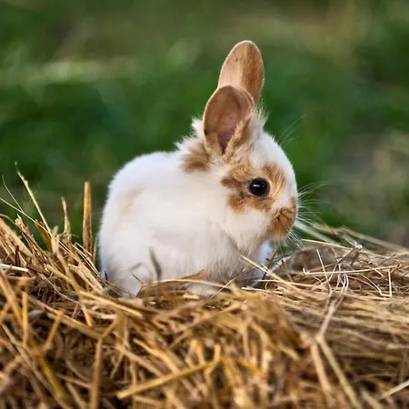ラグジュアリーテント Hesselgaard Glamping Dalby