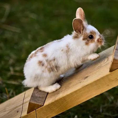 ラグジュアリーテント Hesselgaard Glamping Dalby