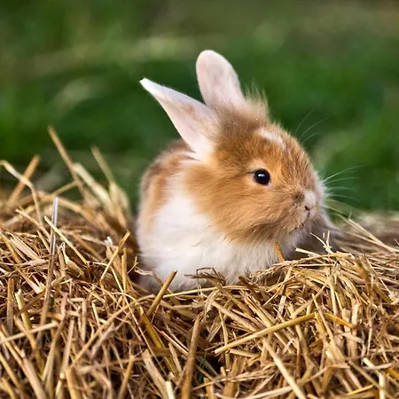 ラグジュアリーテント Hesselgaard Glamping Dalby