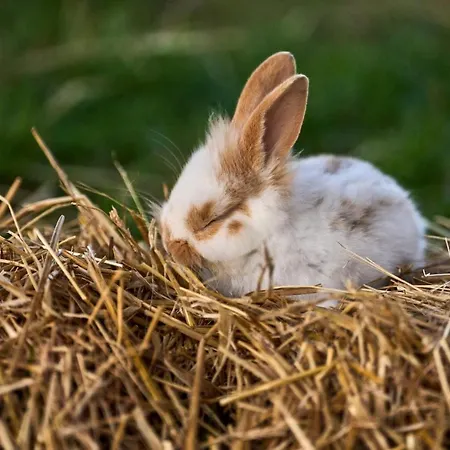 Hesselgaard Glamping ラグジュアリーテント