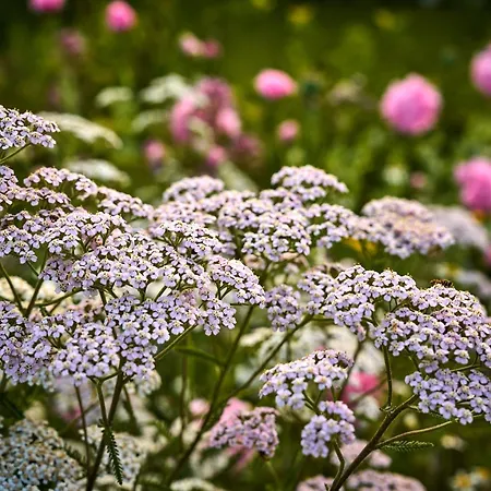 Hesselgaard Glamping ラグジュアリーテント *