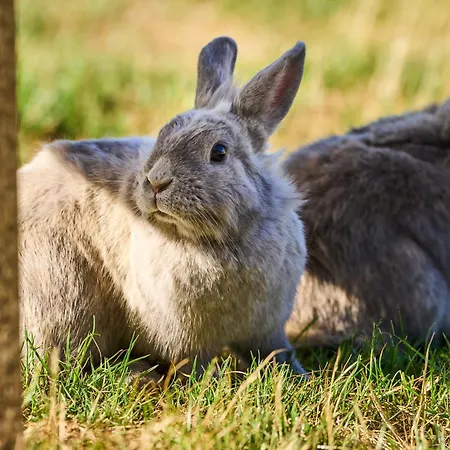 Hesselgaard Glamping Luksusowy namiot Dalby