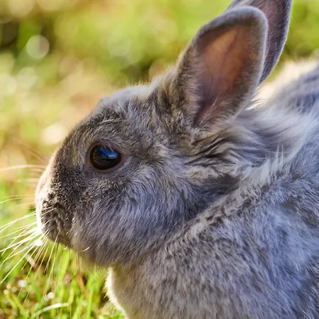 Hesselgaard Glamping Dalby