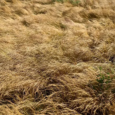 ラグジュアリーテント Hesselgaard Glamping Dalby