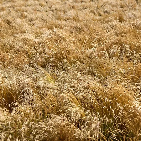 Luksusowy namiot Hesselgaard Glamping