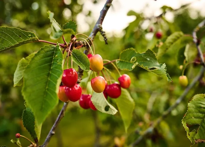 Hesselgaard Glamping * 달비