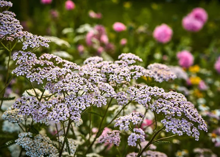 Hesselgaard Glamping 럭셔리텐트 *