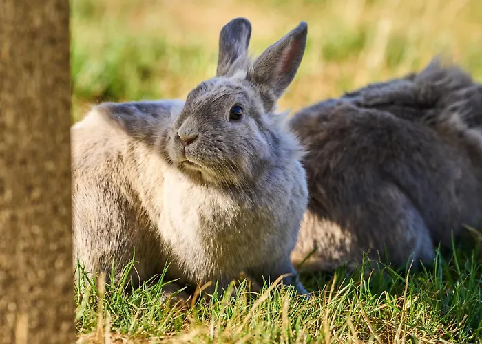 Hesselgaard Glamping 럭셔리텐트 달비