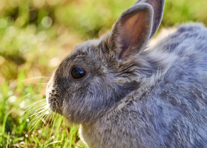 Hesselgaard Glamping 달비