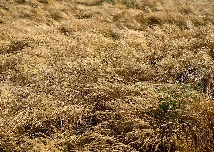 럭셔리텐트 Hesselgaard Glamping 달비