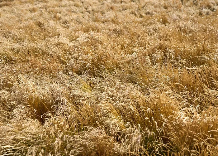 럭셔리텐트 Hesselgaard Glamping